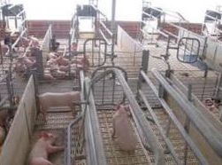 Evaluación de Indicadores Productivos en Granjas Porcinas