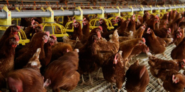 Enfermedades Respiratorias Comunes en Aves de Corral