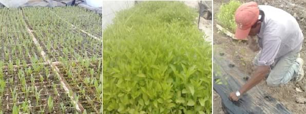 Comparación de diferentes modelos de aplicación de tecnologías en la