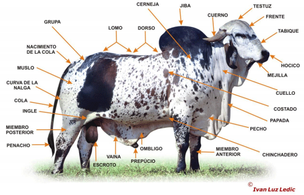 Cetosis bovina articulos cientificos