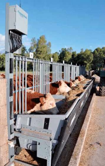 Selección Genómica Hereford: Eficiencia y Calidad de Canal