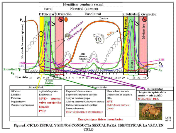 Utilice Los Signos Secundarios Del Celo Para Conocer El Riesgo De Preñez De Sus Vacas Y Mejorar 0600