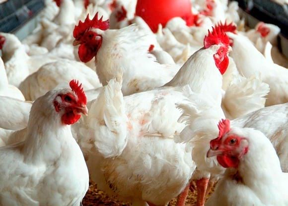 IBV: Serio problema económico en avicultura