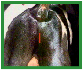 Acortamiento de Músculos Retractores del Pene en Toros