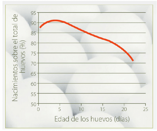 Tratamiento térmico para huevos de engorde almacenados