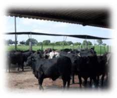 Lipofeed mejora conversión alimenticia en becerros Brangus