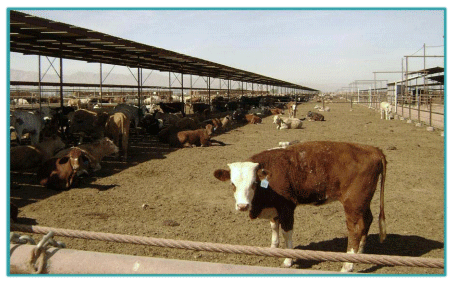 Sistemas de Producción y Calidad de carne Bovina - Engormix