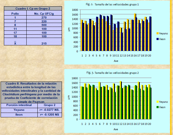 Gráficos de vellosidades intestinales y Clostridium perfringens en aves.