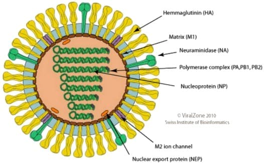 estructura del virus de la gripe