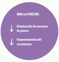 Sensibilidad porcina a DON
