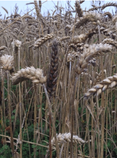 Pérdidas por Aflatoxinas en Maíz: US225 Millones Anuales