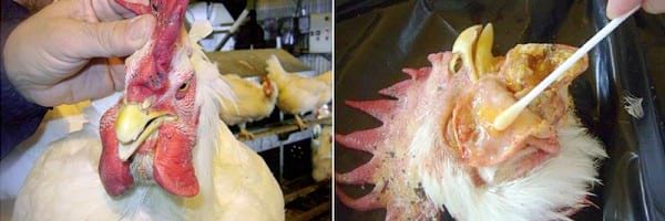 Ways to Avoid Fowl Cholera Disease (Pasteurella multocida) in Poultry Farm Birds