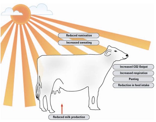 Heat Stress in Dairy Animals | Engormix