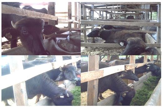 Production Performance of Growing Bulgarian Murrah Buffalo Calves Fed ...