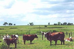 Diseases in Beef and Dairy Cattle - Engormix