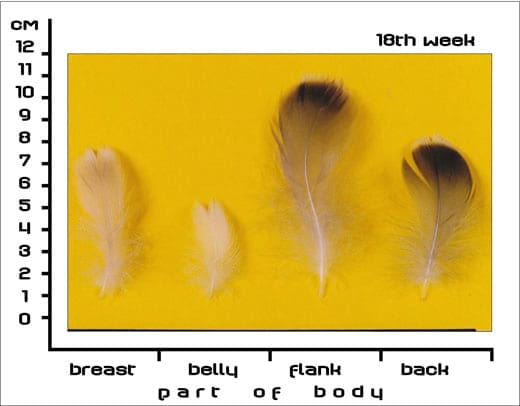 Timing Feather Plucking to Natural Moult in Gray Landes Geese - Engormix