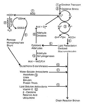 glutathione suppositories skin whitening A naturally occurring FXR agonist, alisol B 23-acetate, protects against  renal ischemia-reperfusion injury | American Journal of Physiology-Renal  Physiology