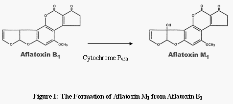 Mycotoxins In Food Aflatoxin In Milk Engormix