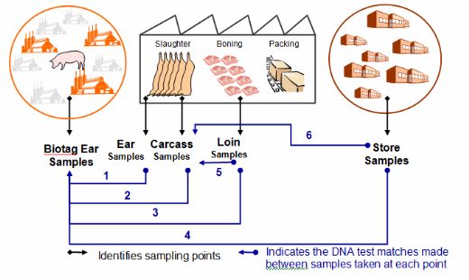 DNA Technology and Traceability in Pig production - Engormix pig pork diagram 