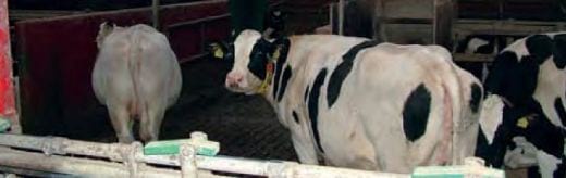 Calcium Deficiency In Calving Cows 