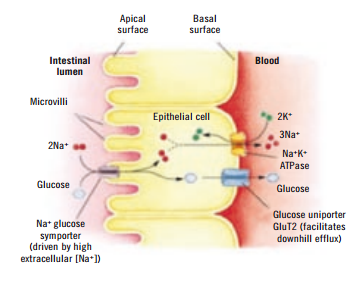 Dietary electrolyte balance - Engormix