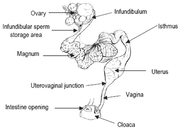 Control of fertility in turkeys the impact of environment