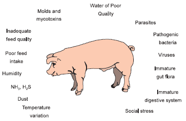 Mannanoligosaccharide as a Natural Feed Additive for Piglets - Engormix