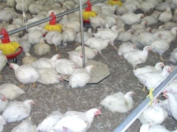 Weighing birds a key monitoring tool in poultry