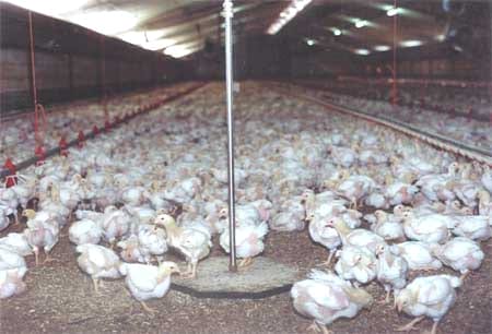 Weighing birds a key monitoring tool in poultry