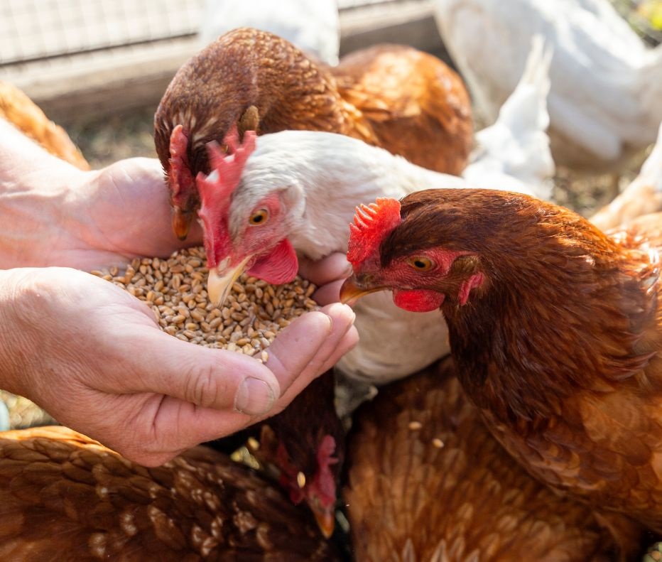 Norel Animal Nutrition