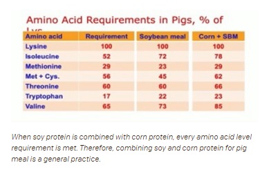 Research Shows Pigs Benefit from Soy-Protein Diet - Image 1