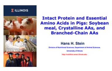 Research Shows Pigs Benefit from Soy-Protein Diet - Image 1