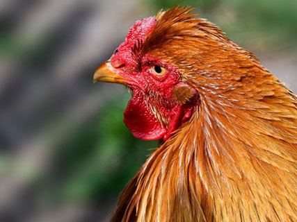 Alquernat Nebsui is a safe bet to improve poultry sector’s profitability - Image 1