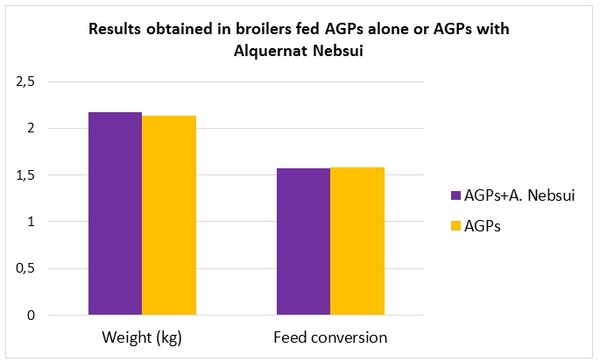 Alquernat Nebsui is a safe bet to improve poultry sector’s profitability - Image 3