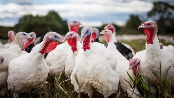 Campylobacter Strains Exchange Genes, Can Become More Virulent and Antibiotic Resistant - Image 1