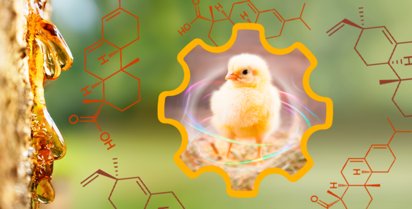 New scientific article: Dietary resin acids improve broiler performance, litter quality, and efficiency of broiler production - Image 1