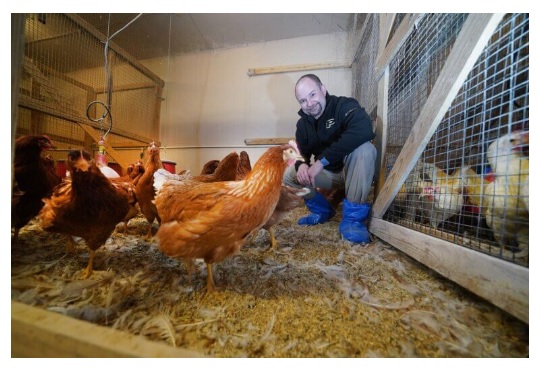 Through the hen’s eyes: $1 million grant to improve cage-free housing for egg laying - Image 1