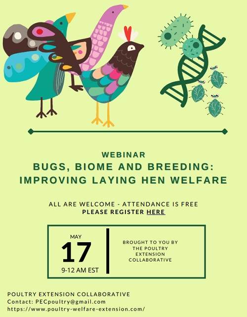 Free webinar: Bugs, Biome and Breeding: Improving Laying Hen Welfare - Image 2