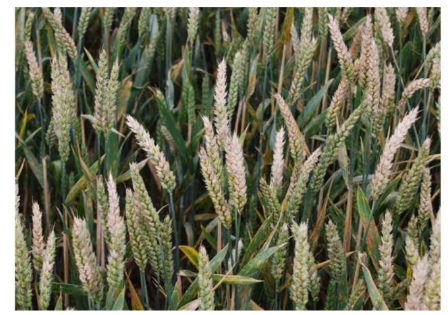 Harmful fungal toxins in wheat are a growing threat, says study - Image 1