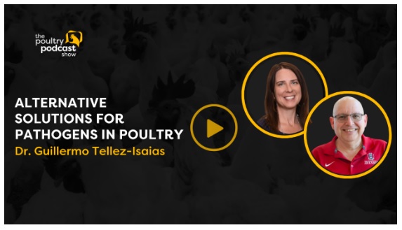 Guillermo Tellez-Isaias discussed alternative solutions for pathogens in poultry on The Poultry Podcast Show - Image 1