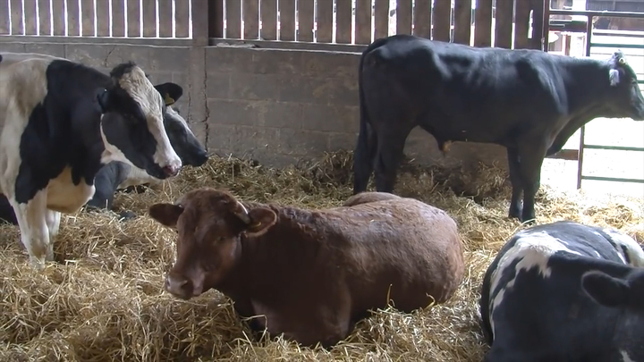 Maximising Efficiency In Finishing Beef Cattle 0996