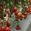 Curso Intensivo sobre Producción de Tomate de Invernadero