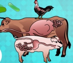 Symposium on Gut Health in Production of Food Animals 2018