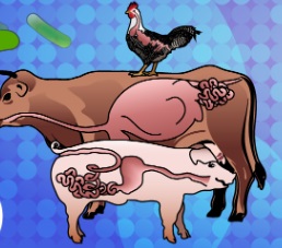 Symposium on Gut Health in Production of Food Animals 2019