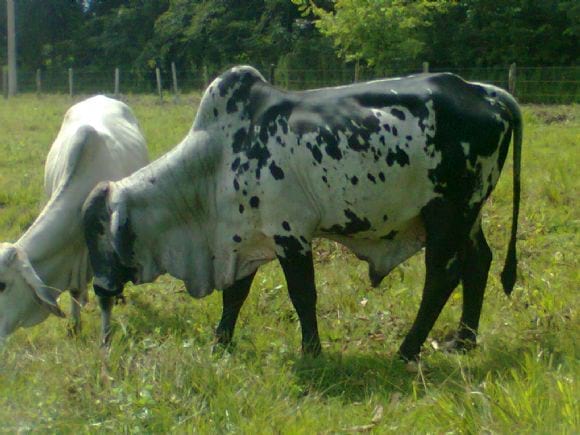 toro brahman blanco