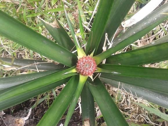 FLORACION PIÑA | Engormix