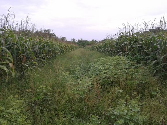 HILERA DOBLE (IZQ) HILERA SIMPLE (DER.) Engormix