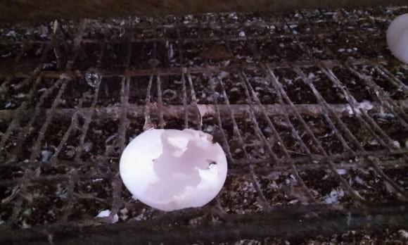 SHELL-ONLY EGG | Engormix