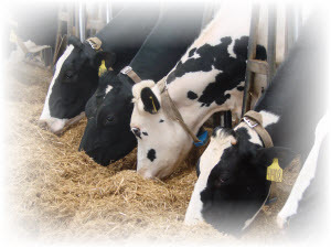 Dairy Cattle Feed | Engormix