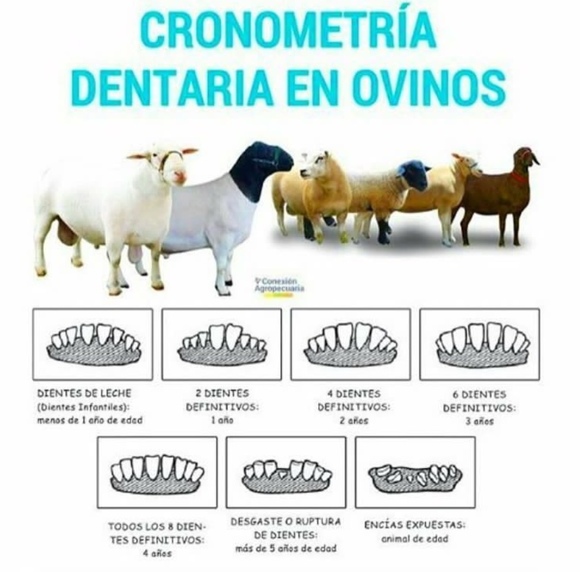 edad de los dientes de oveja